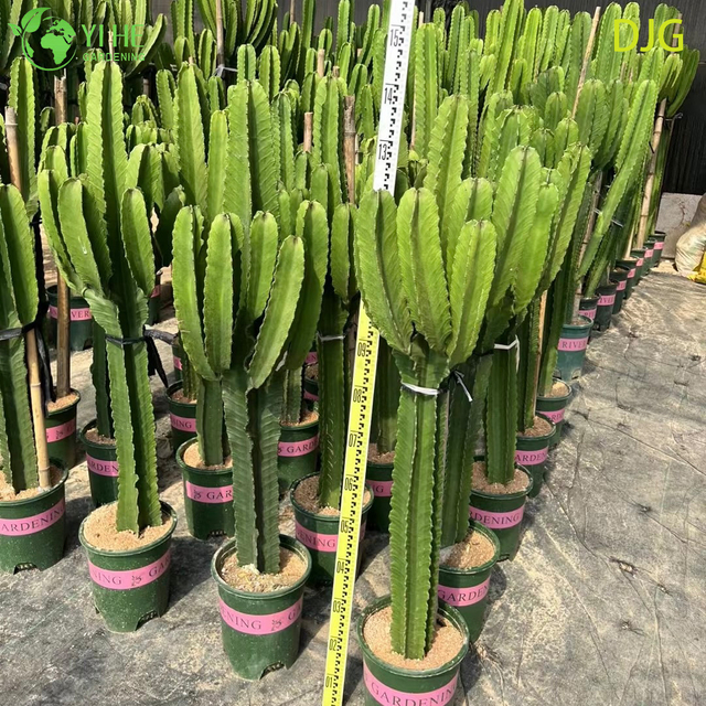 Grande &aacute;rvore de candelabros Euphorbia planta viva para decora&ccedil;&atilde;o de interiores bonsai