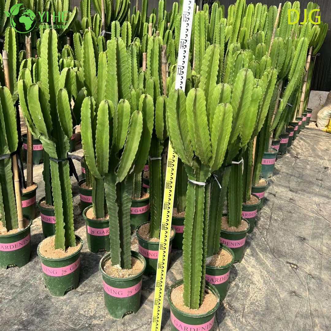 Gran candelabro &aacute;rbol Euphorbia planta viva para decoraci&oacute;n interior Bonsai