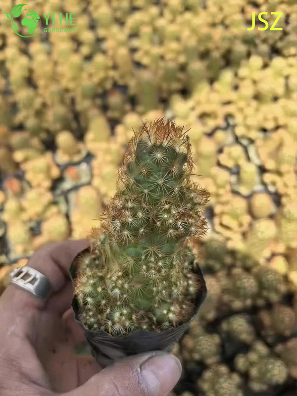 Lebender Marienk&auml;ferkaktus Mammillaria Elongata im Gro&szlig;handel f&uuml;r Zimmergarten-Bonsai
