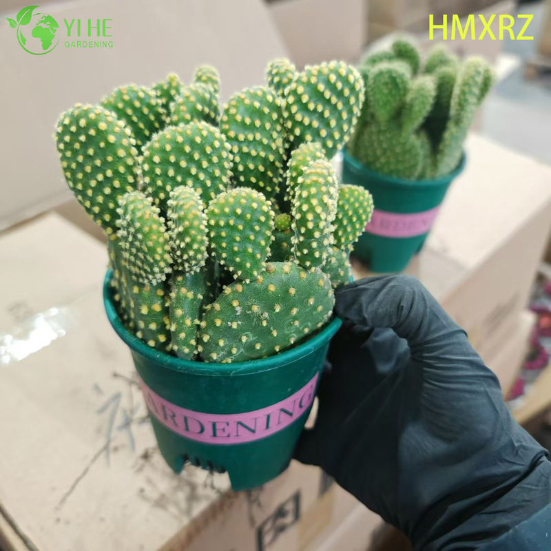 Bons&aacute;i vivo de la planta de Opuntia del lunar amarillo al por mayor del cactus de las orejas de conejo