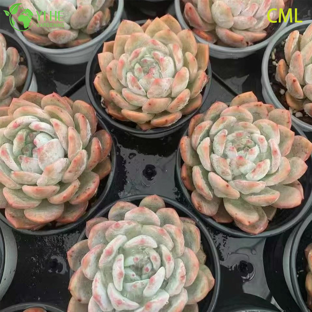 Hurtownia Echeveria Orange Monroe Żywe Soczyste Soczyste Rozety Bonsai