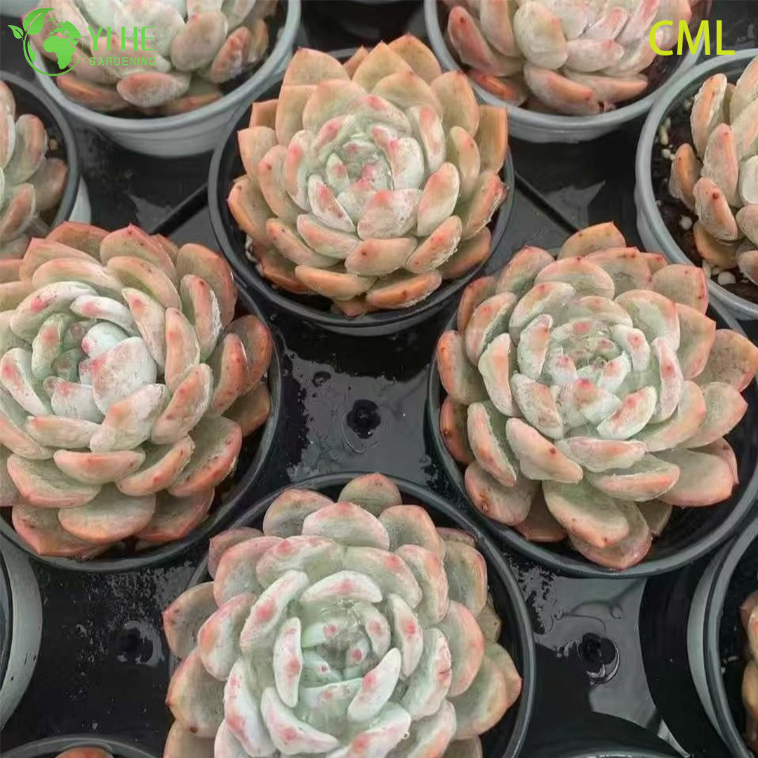 Gro&szlig;handel Echeveria Orange Monroe Live Sukkulente pralle Rosettenbonsai