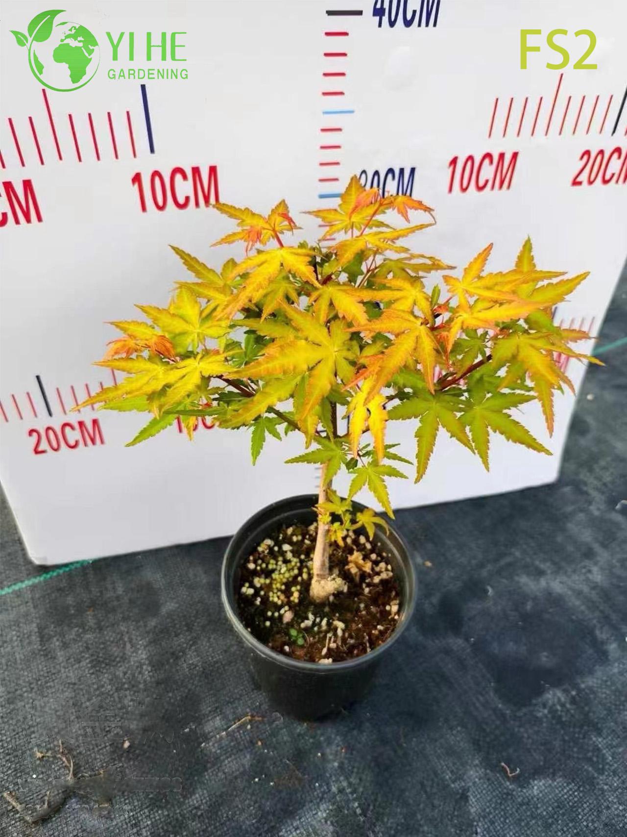 S&uuml;s Peyzaj Bonsai i&ccedil;in Ağlayan Yeşil Laceleaf Ak&ccedil;aağa&ccedil; Ağacı