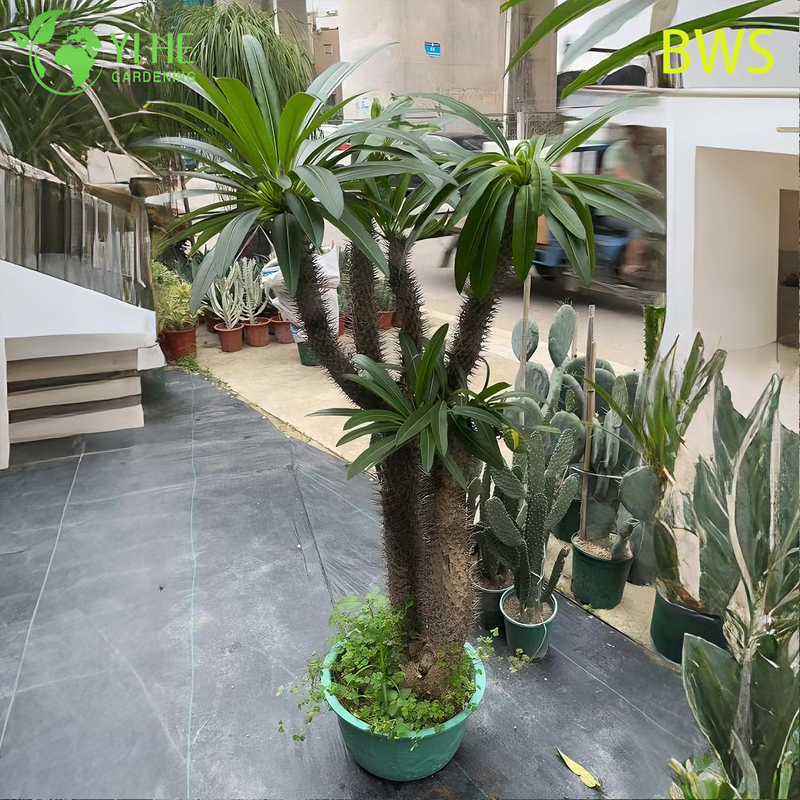 Lebende Madagaskar-Palme, ein hoher stacheliger Stamm, Pachypodium, saftiger Bonsai