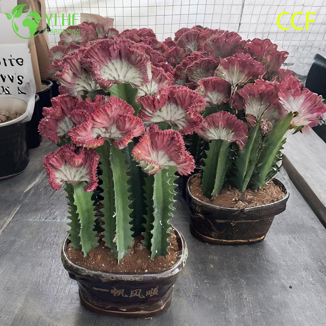 Cactus de coral vivo, un bons&aacute;i de Euphorbia Lactea con cresta ondulada injertado