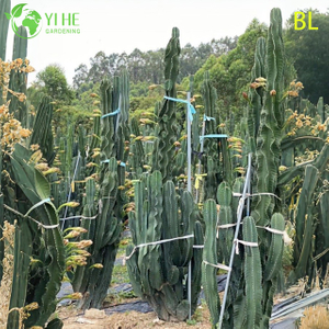 Cactus manzana peruano vivo, un árbol frutal comestible de rápido crecimiento