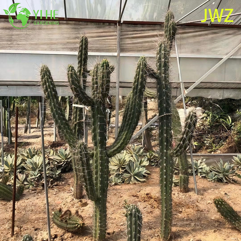 लाइव मैक्सिकन बाड़ पोस्ट कैक्टस एक लंबा स्तंभकार पसली वाला रसीला