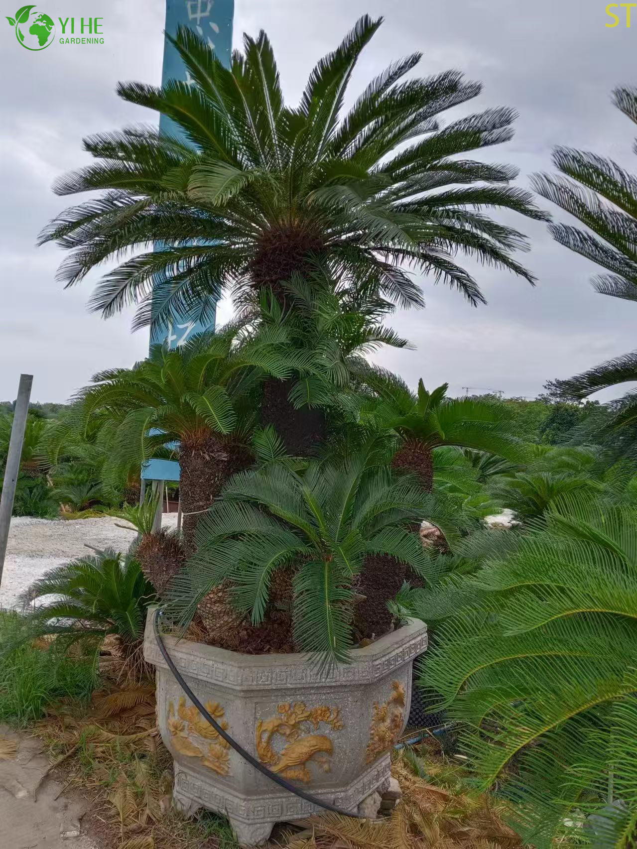 ባለብዙ ጭንቅላት ሳይካስ