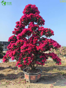 Bouganville Grande Bonsai