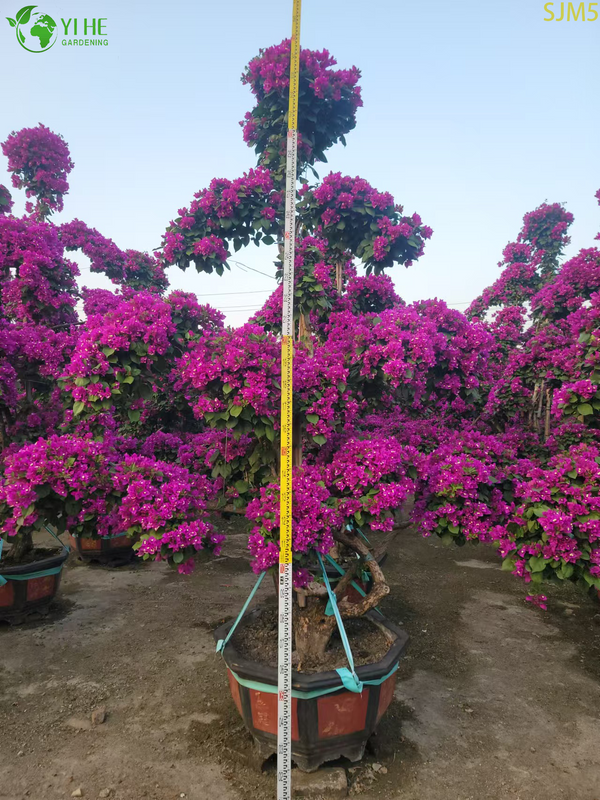 बोगेनविलिया बड़ा बोनसाई