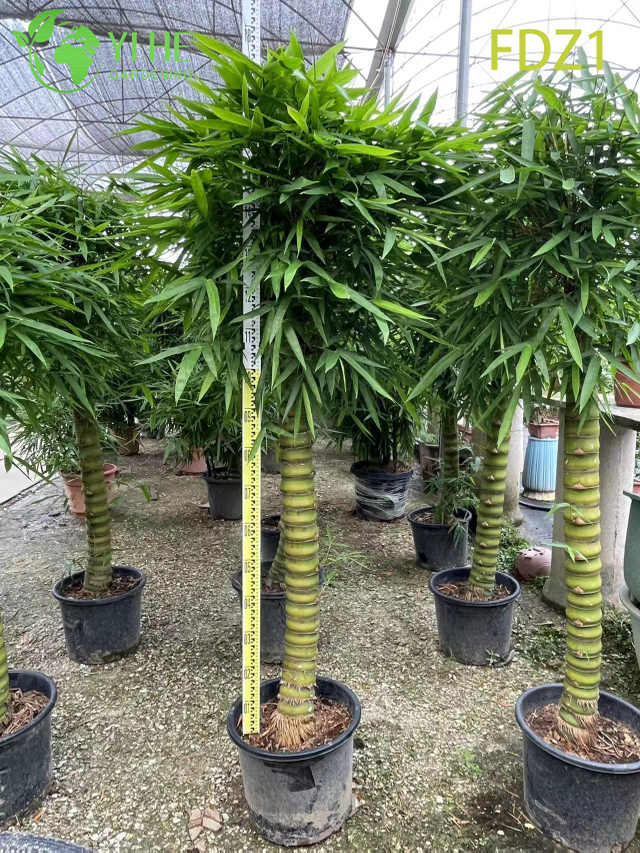 Venda por atacado de bambu dourado vivo para barriga de Buda para bonsai de design paisag&iacute;stico