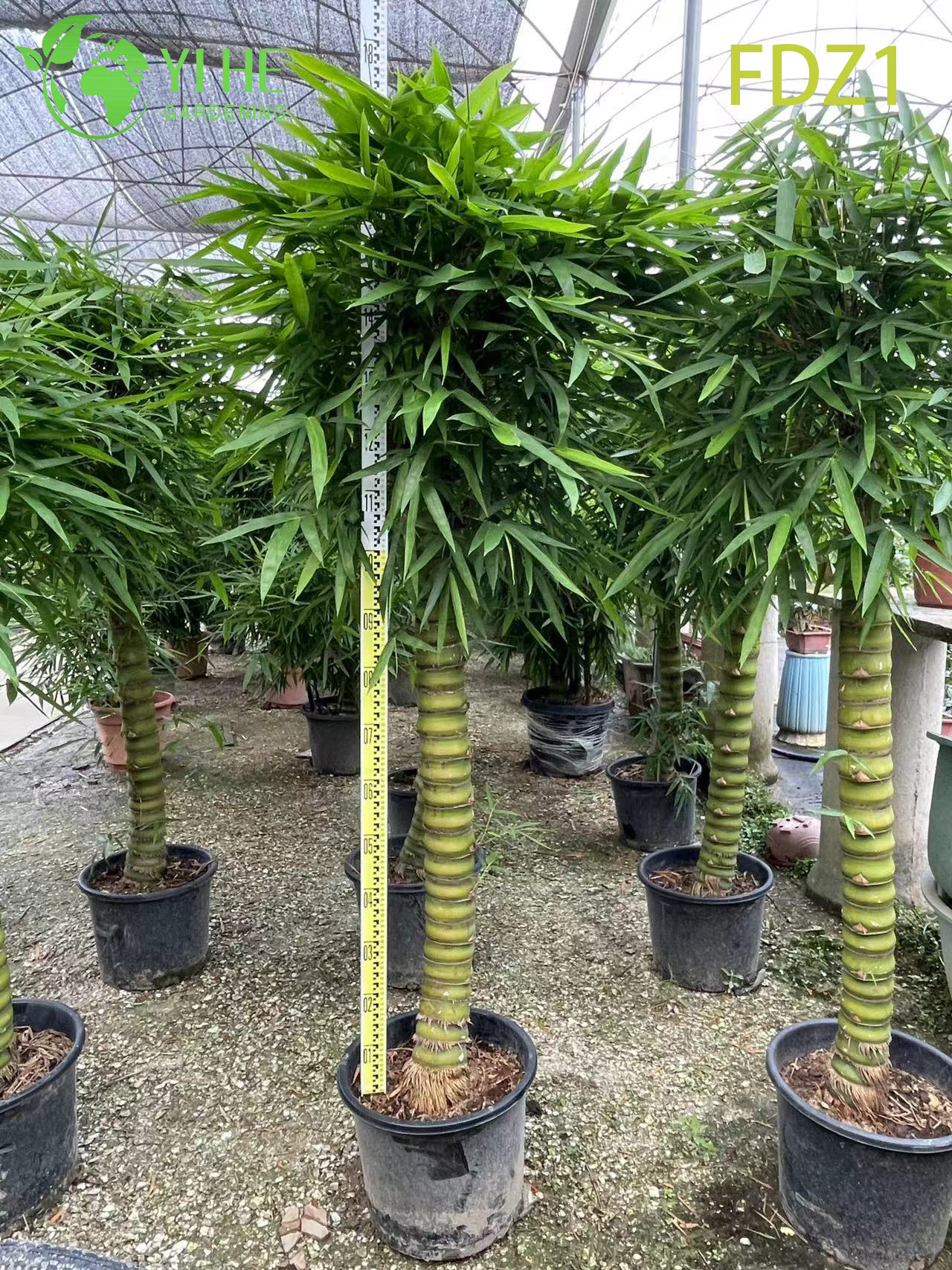 Venda por atacado de bambu dourado vivo para barriga de Buda para bonsai de design paisag&iacute;stico