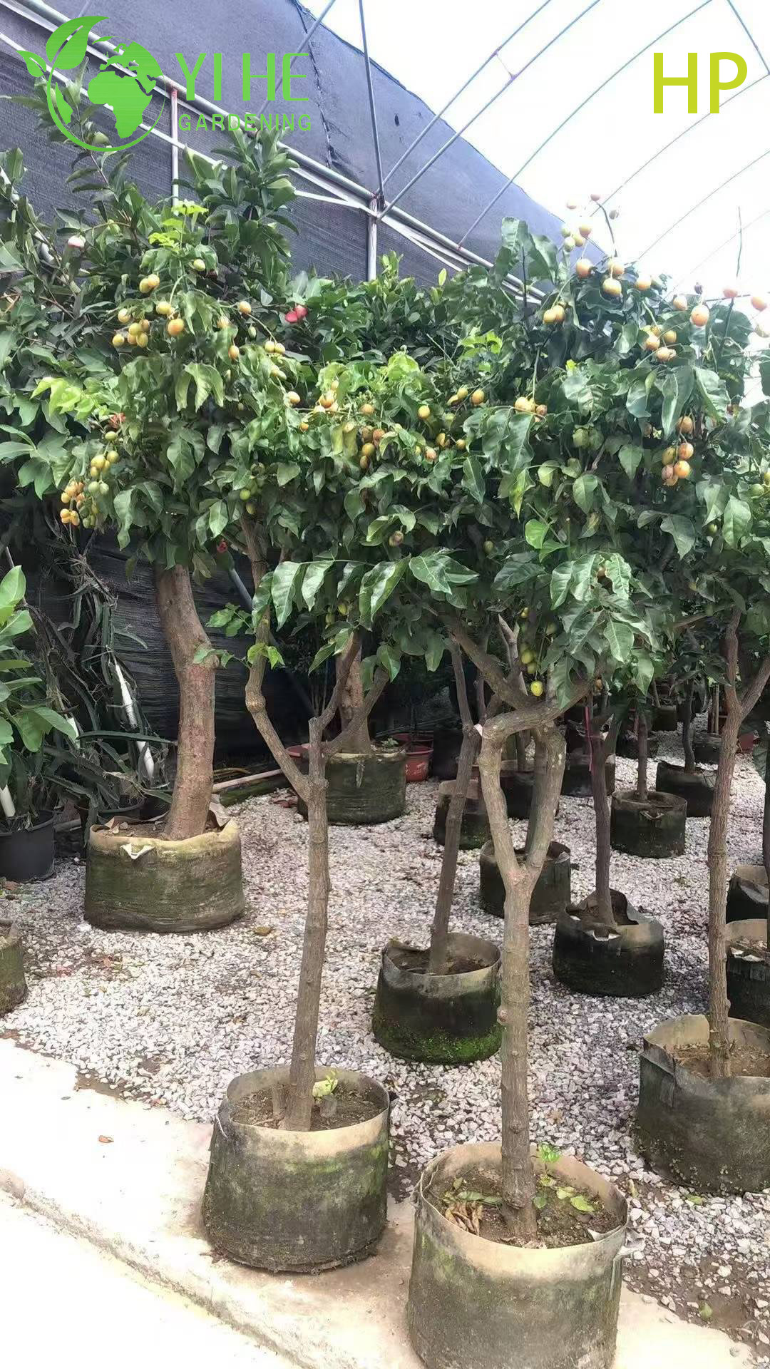 شجرة بونجاميا بيناتا المقاومة للجفاف للمناظر الطبيعية والوقود الحيوي بونساي