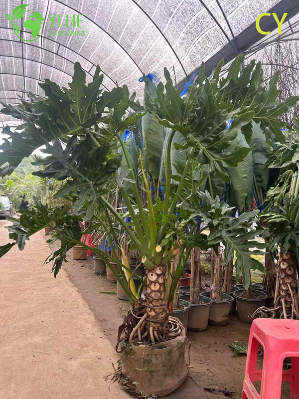 Lussureggiante pianta tropicale della speranza all'ingrosso Thaumatophyllum Bipinnatifidum Bonsai