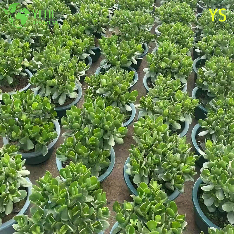 Planta decorativa de jade de &aacute;rvore de dinheiro vivo com bonsai de flores artificiais coloridas