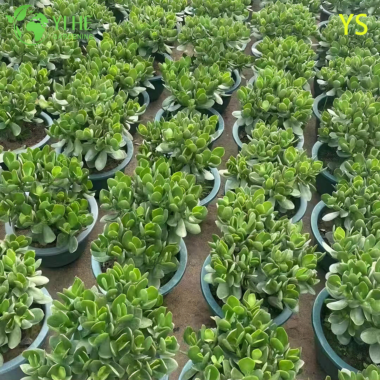 Planta decorativa de jade de &aacute;rvore de dinheiro vivo com bonsai de flores artificiais coloridas
