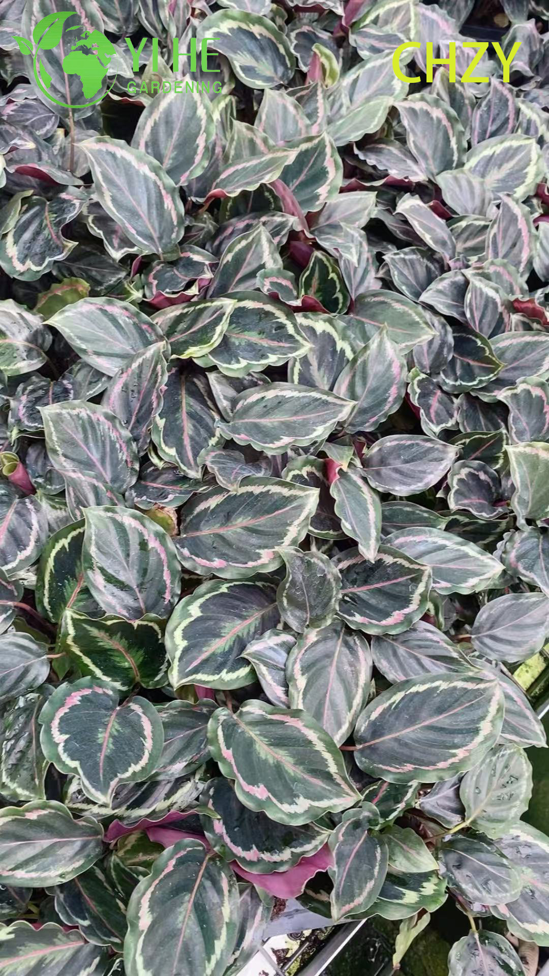 Großhandel Calathea Medaillon Live Prayer Plant Starter Plug Setzlinge
