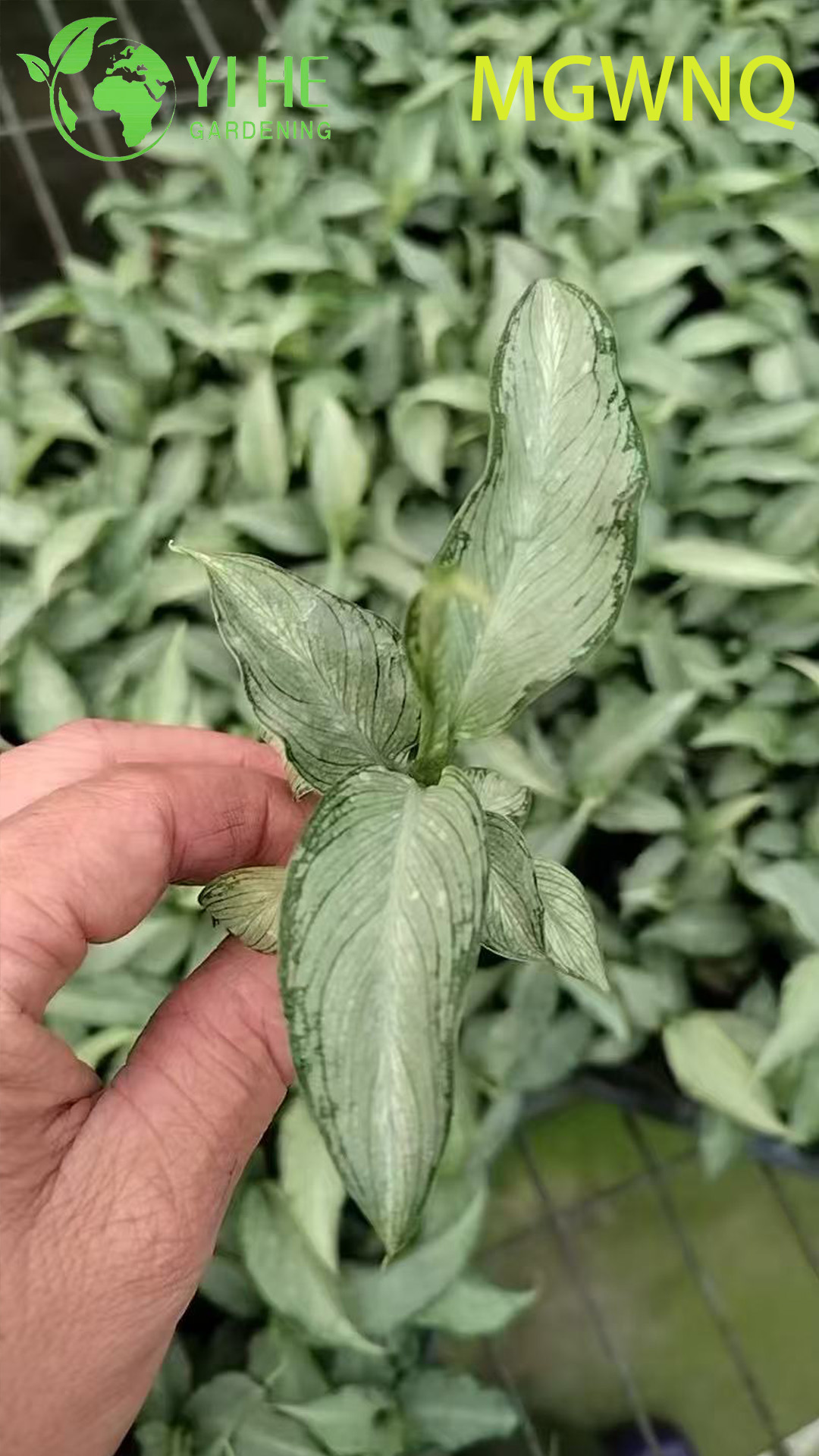 थोक डाइफ़ेनबैचिया टिकी विभिन्न प्रकार के डंब केन स्टार्टर पौधे के पौधे