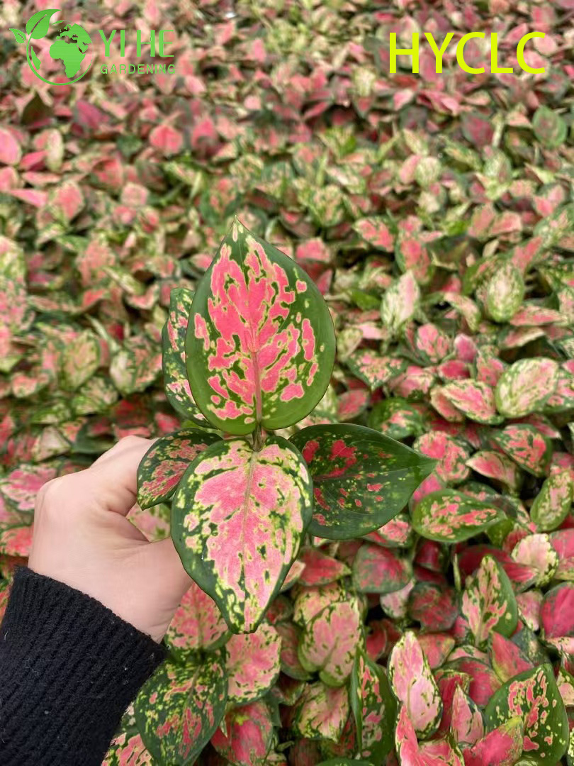 ขายส่ง Aglaonema Beauty Live จีนเอเวอร์กรีนสตาร์ทเตอร์เสียบต้นกล้า