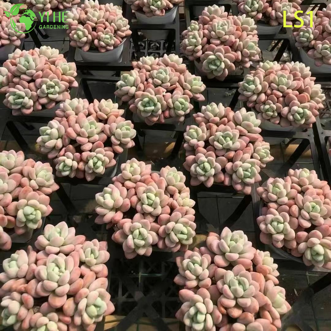 يعيش السمين الوردي عصاري بالجملة الحضانة روزيت العنقودية النبات بونساي