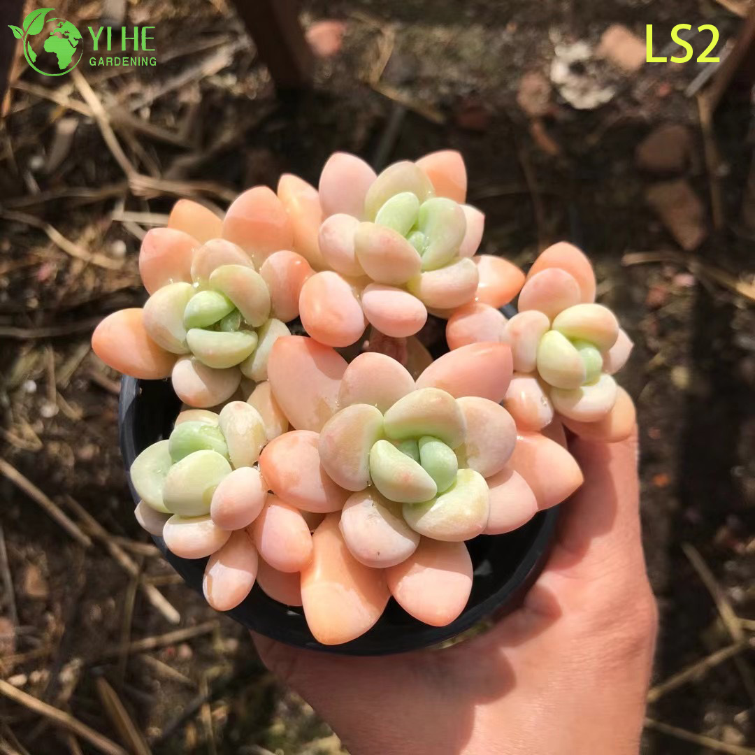 แอปริคอทสดเรืองแสงพืชฉ่ำขายส่งอ้วนดอกกุหลาบคลัสเตอร์บอนไซ