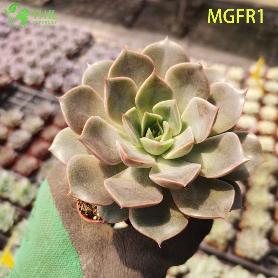 Atacado Echeveria Madame Rose Live Succulent Lotus Plant Bonsai