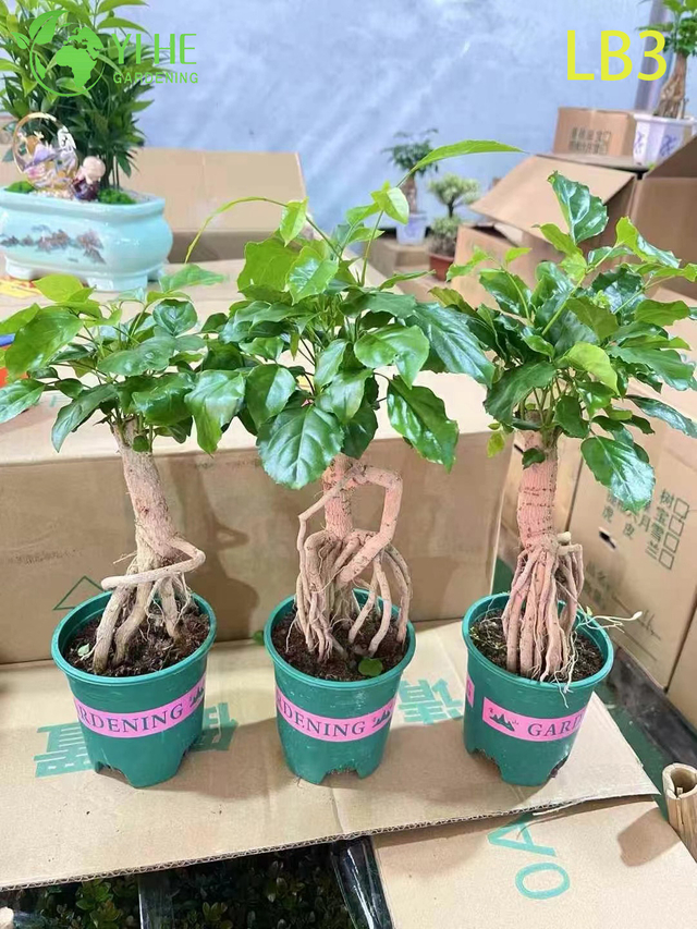 Atacado Mini Ginseng China Boneca Planta Raiz Exposta Bonsai