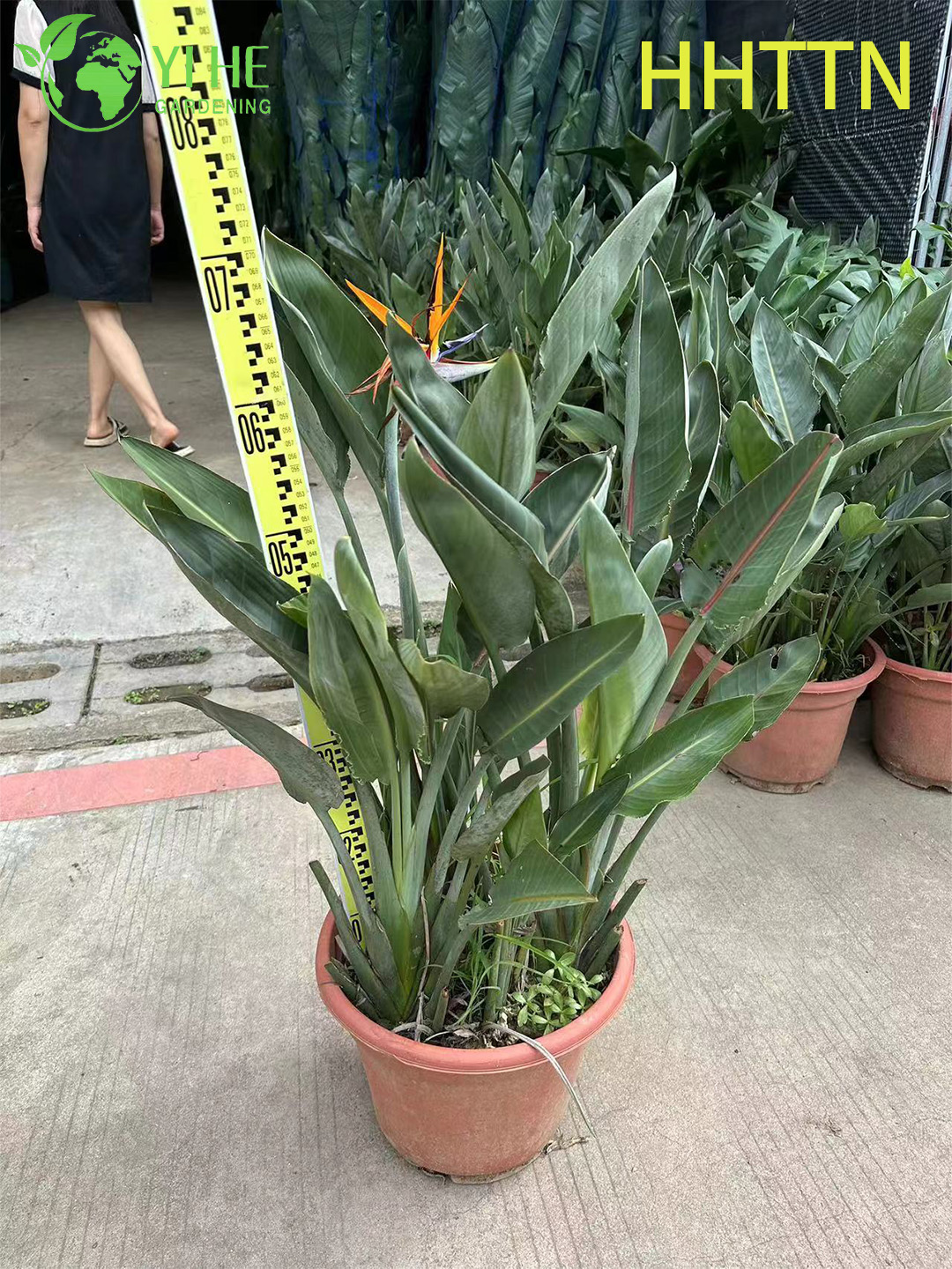 ขายส่งนกสวรรค์สีเหลืองสด Strelitzia พืชเขตร้อนบอนไซ