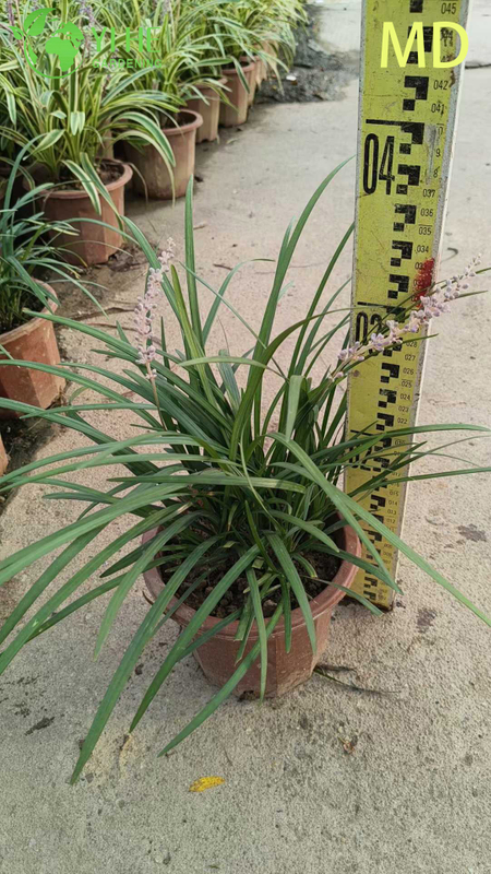 Atacado variegado Liriope Lilyturf bonsai de cobertura vegetal com flora&ccedil;&atilde;o viva