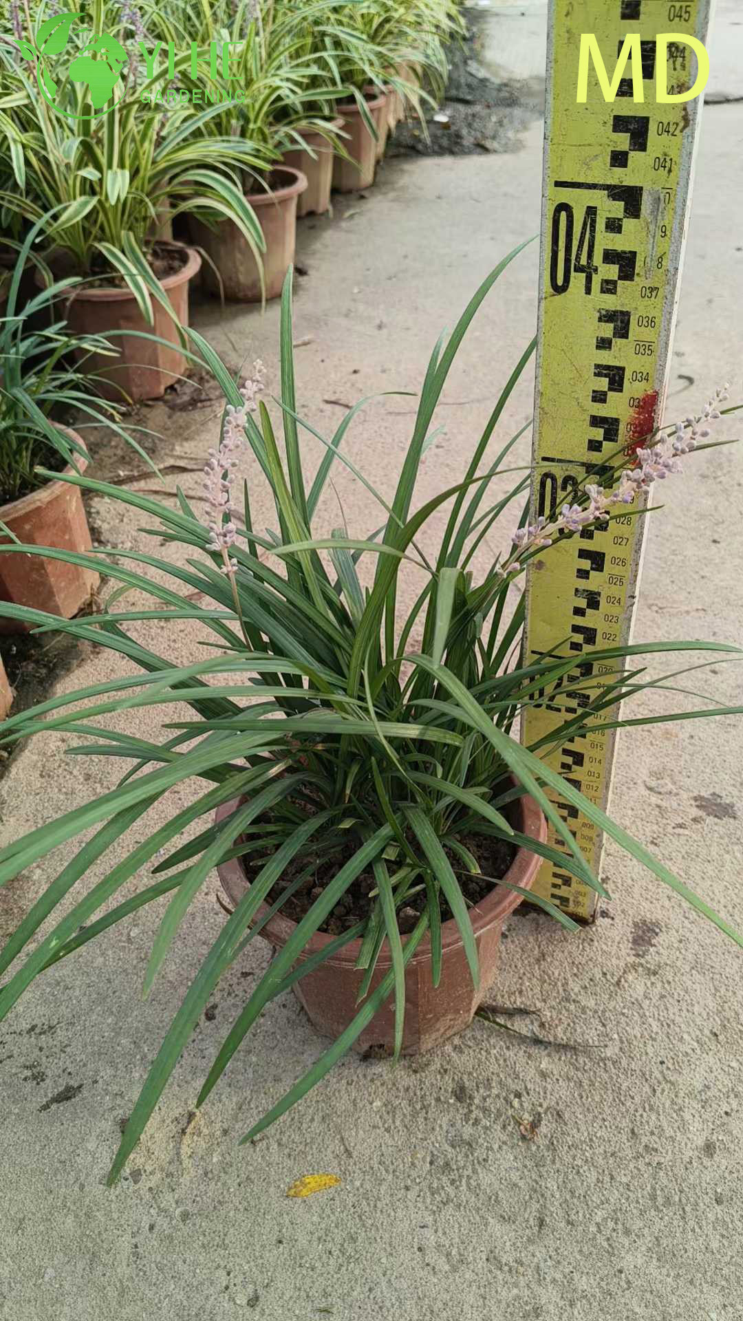 Atacado variegado Liriope Lilyturf bonsai de cobertura vegetal com flora&ccedil;&atilde;o viva