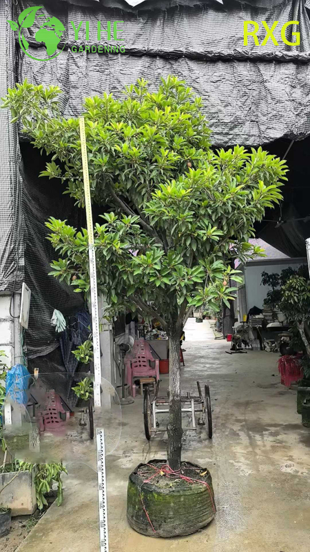 मीठे ब्राउन शुगर फल बोनसाई के साथ लाइव मणिलकरा ज़पोटा सैपोडिला चीकू पेड़