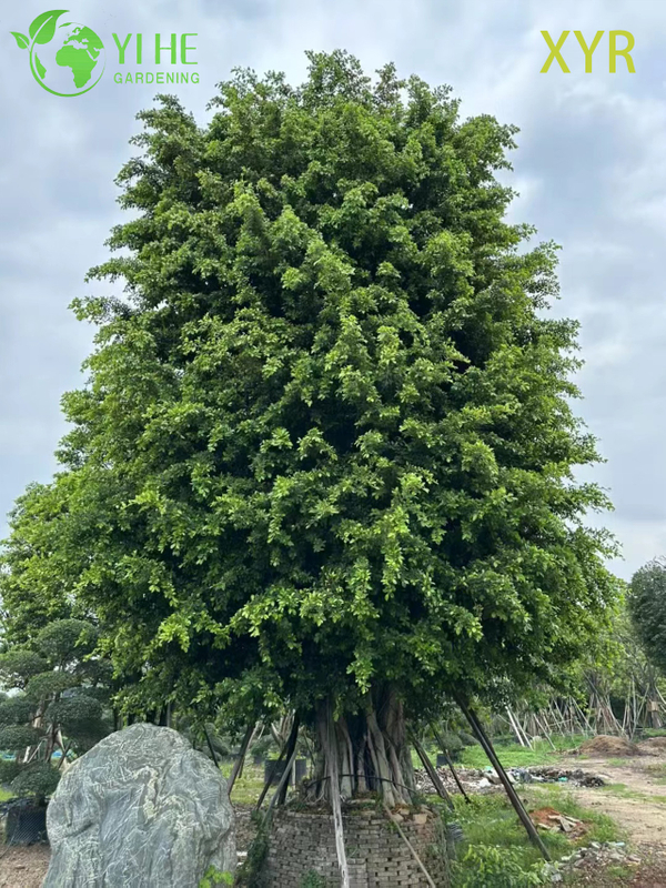 Gęsty, wiecznie zielony laur indyjski Ficus Nitida do drzewa żywopłotowego i osłonowego