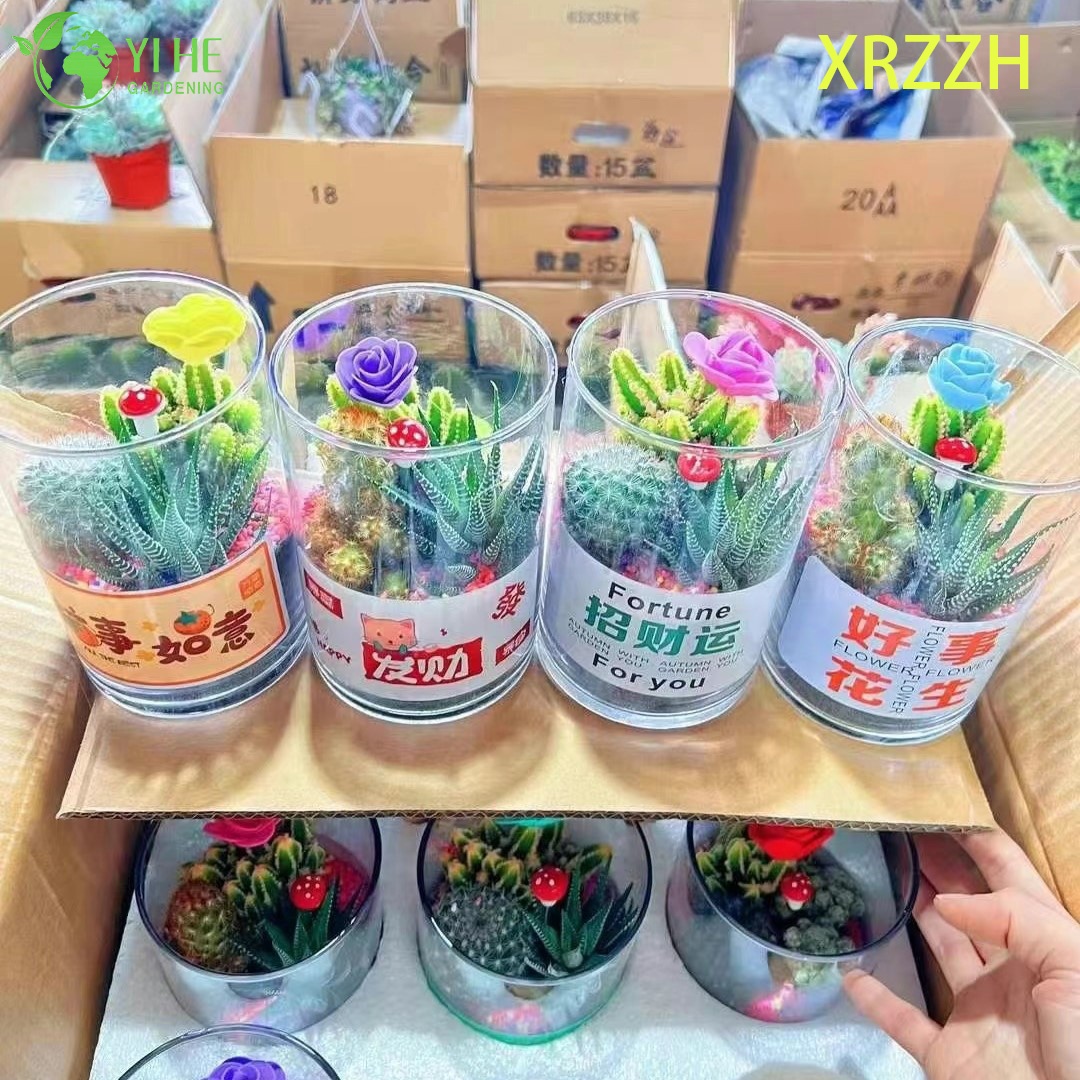 DIY Mini-Sukkulenten-Kaktus-Garten-Set f&uuml;r Desktop-B&uuml;ro-Dekoration, Bonsai