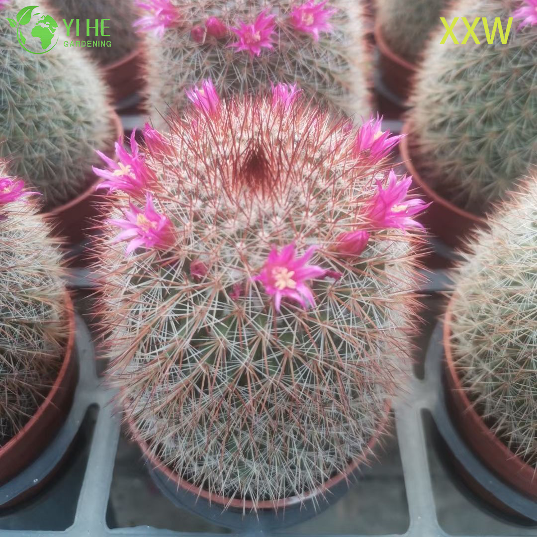 살아있는 붉은 가시 Mammillaria 선인장 도매 Mammillaria Spinosissima 분재