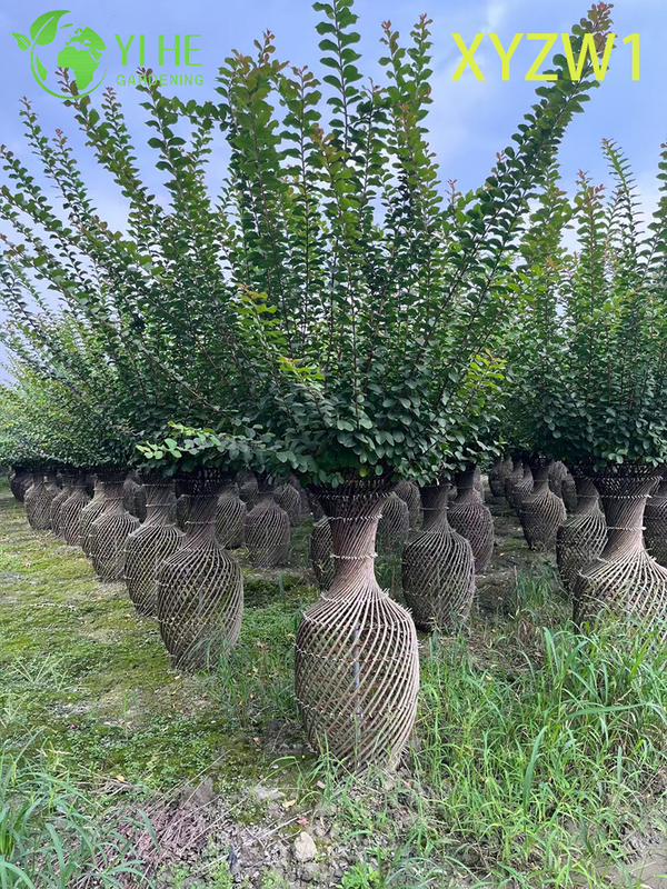 Декоративная лагерстремия парвифлора, топиарное дерево в форме вазы, растение для декора цветущего сада