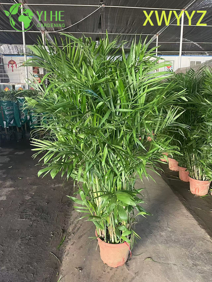 Palma hawaiana in vaso (Pritchardia gaudichaudii), pianta tropicale sempreverde per interni ed esterni