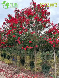 ไม้ประดับ Lagerstroemia parviflora, พืชสวนตัวอย่างดอกสีแดง