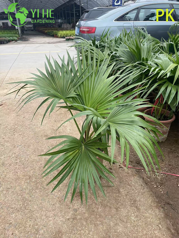 Palma Livistona Chinensis, pianta ornamentale sempreverde per giardino e paesaggio