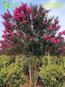 Arbre Lagerstroemia multi-troncs, plante spécimen de jardin fleuri