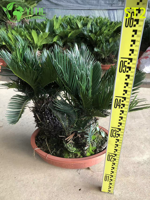 मल्टी-ट्रंक्ड साइकस रेवोलुटा बोनसाई, सदाबहार सजावटी सागो पाम