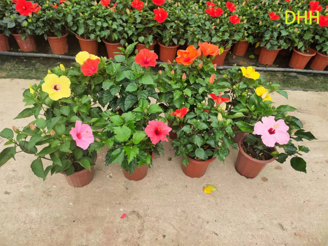 C&acirc;y d&acirc;m bụt nhiệt đới đỏ sống C&acirc;y vườn hoa ti&ecirc;u chuẩn