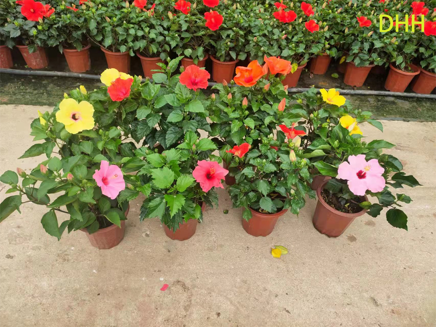 Pianta da giardino fiorita standard con albero di ibisco tropicale rosso vivo