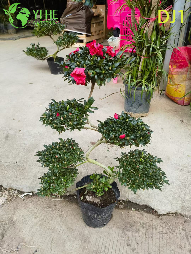 ດອກກຸຫຼາບ Rhododendron simsii ສົດໃສ, ດອກໄມ້ປະດັບ