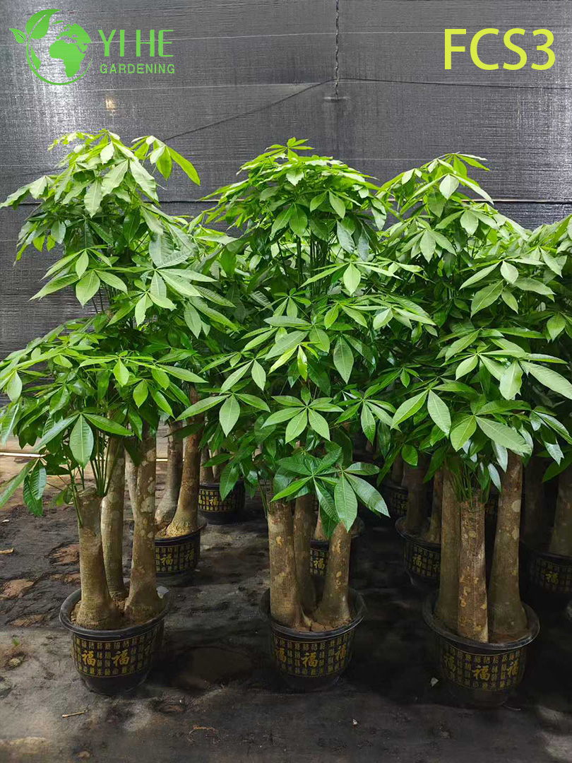 Pachira Macrocarpa صغير الحجم مع صندوق فريد من نوعه، شجرة نقود مزخرفة داخلية محظوظة