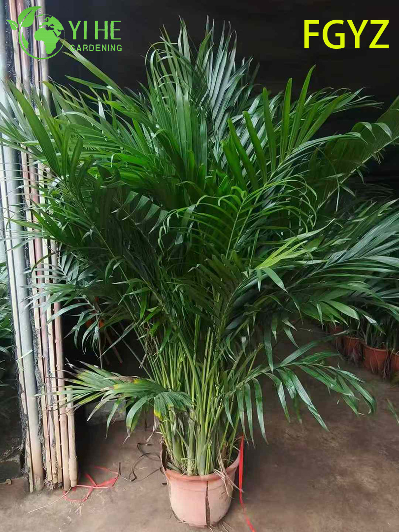 Evergreen Howea Belmoreana Palm - የቤት ውስጥ ጌጣጌጥ ተክል ለቤት እና ቢሮ
