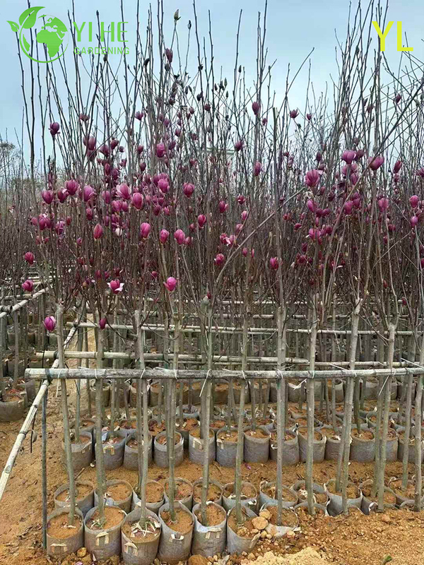 &Aacute;rvore de magn&oacute;lia perfumada ornamental para exporta&ccedil;&atilde;o por atacado