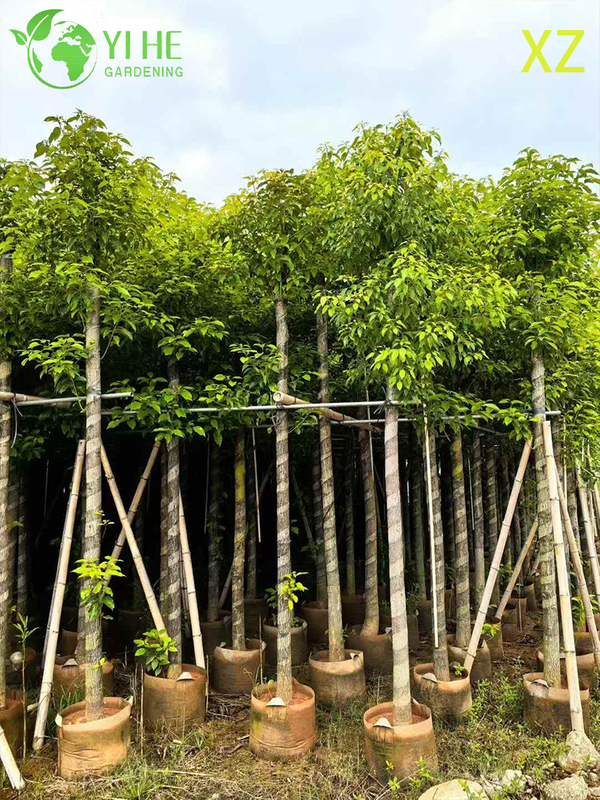 ໄມ້ຢືນຕົ້ນ Camphor ຂຽວຕະຫຼອດປີສໍາລັບການສົ່ງອອກຂາຍຍົກ