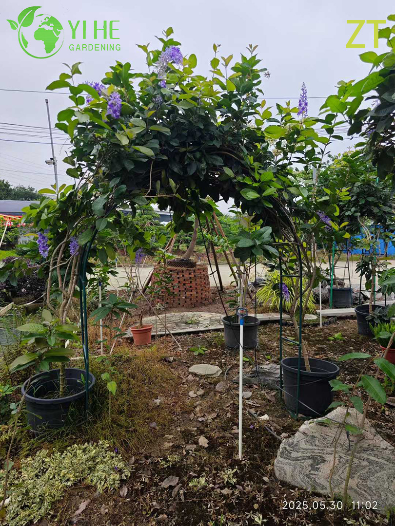 Vite di glicine profumata ornamentale per albero di esportazione all'ingrosso
