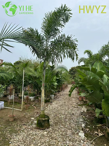 Groothandel vossenstaartpalm Wodyetia Bifurcata voor landschapsarchitectuur