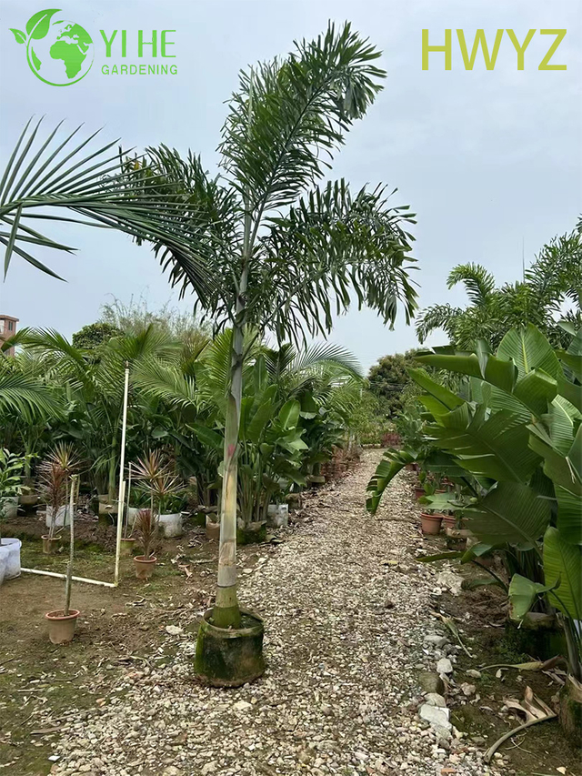 የጅምላ ሽያጭ Foxtail Palm Tree Wodyetia Bifurcata ለመሬት ገጽታ